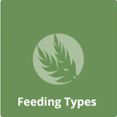 Boerbok Feeding Types